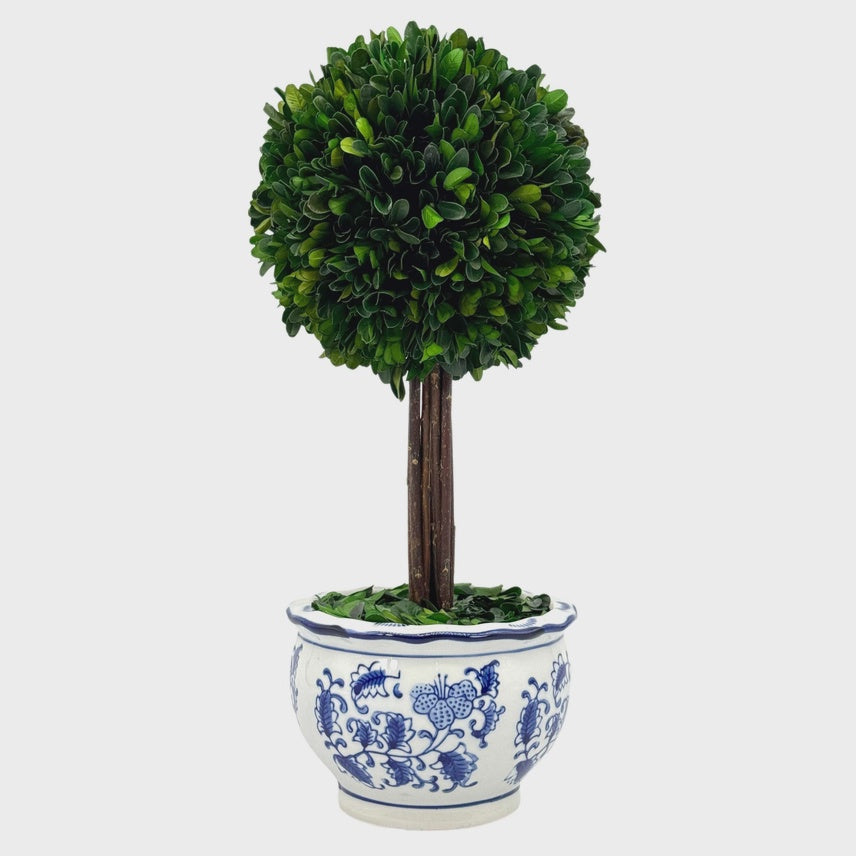Boxwood Ball Topiary Tree in Round Blue & White Ceramic Pot Medium